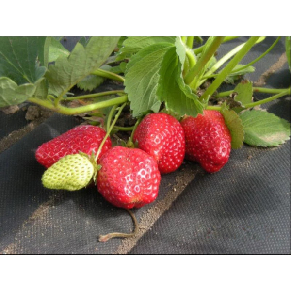 Агроволокно Greentex р-50 (1,05 х 10м) черное