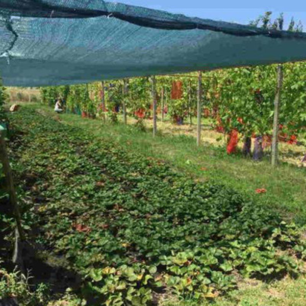 Сітка для затінення «Добра сіточка» 60% (50 х 4,0м)